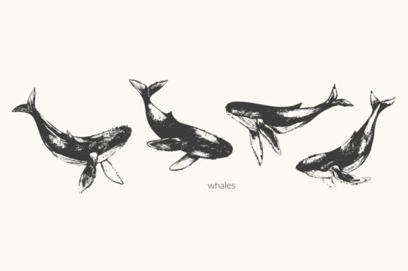 Download Sea Humpback Whales Illustration - Illustration Collection