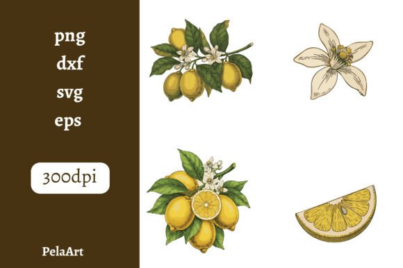 Download Vintage Colored Lemon Illustrations - Illustration Collection